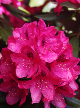 Rhododendron Laagblijvend